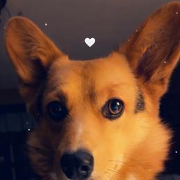 Rumpta - American Corgi