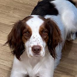 Roxy - English Springer Spaniel