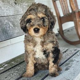 Windsor - Blue merle male Bernedoodle puppy in Glenford, Ohio from Mi-De Doodles