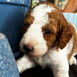 Blue Collar Male - Parti male Goldendoodle puppy in Eunice, Louisiana from Maison De Pawz