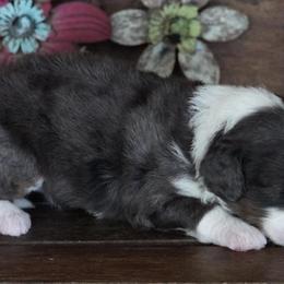 Girl 2 - Blue merle female Aussiedoodle puppy in Lawton, Oklahoma from Lindsey’s Aussies