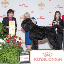 Black Russian Terrier All Grown Up from Over the Moon Black Russians