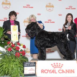 Black Russian Terrier All Grown Up from Over the Moon Black Russians