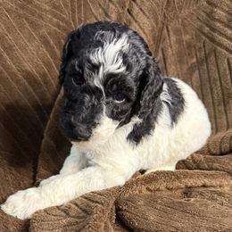 Blue Bell (Blue Collar) - Parti male Poodle puppy in League City, Texas from Chauffeured Poodles