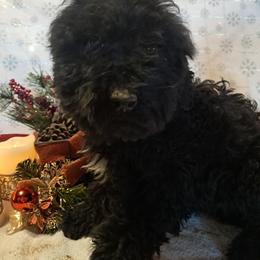 Bear - Black male Double Doodle puppy in Cocolalla, Idaho from Kelley's Goldens Poodles and Doodles