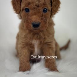 Kiki - Apricot female Goldendoodle puppy in Milford, Indiana from Railway Acres Kennel