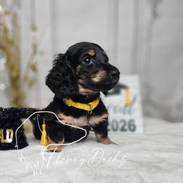 OG1-3 (Yellow collar) - Black and cream female Dachshund puppy in Martin City, Montana from FleuryDachs