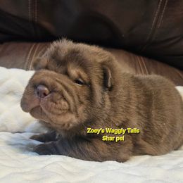 Mike - Brown male Chinese Shar-Pei puppy in Minden, Louisiana from Zoey's Waggly Tails