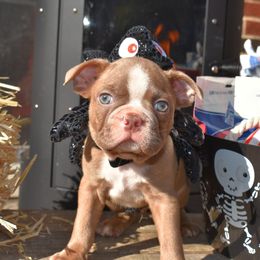 Stevie - Boston Terrier puppy in New Cumberland, Pennsylvania from BB and C Bostons