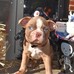 Stevie - Boston Terrier puppy in New Cumberland, Pennsylvania from BB and C Bostons