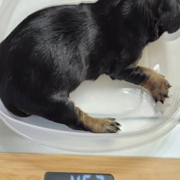 Dachshund Puppies from CLARK'S BREEDING PROGRAM