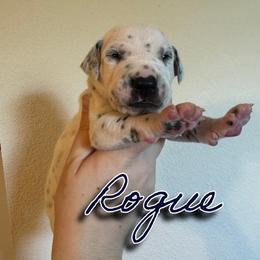 Rogue - White and black male Dalmatian puppy in Mount Vernon, Missouri from Spots & Spirals