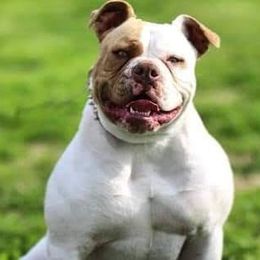 Shiva - American Bulldog