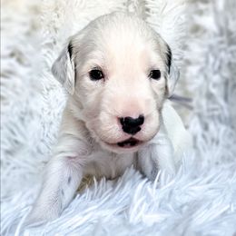 King Louie - White and black male Dalmatian puppy in Gray, Georgia from Fuller Spots