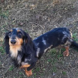 Motleigh - Dachshund