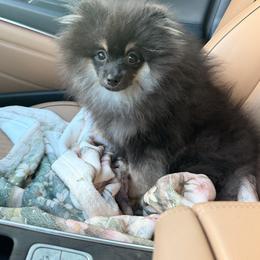 Buzz - Black and tan male Pomeranian puppy in Muskogee, Oklahoma from Wonderlust Pomeranians