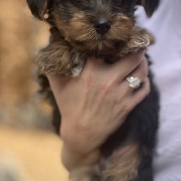 Yorkshire Terrier Puppies from Pawsh Pups