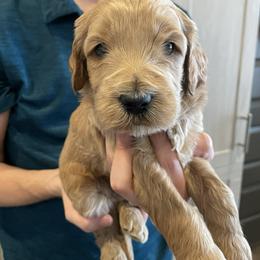 Ghidorah (purple) - Apricot male Goldendoodle puppy in Medina, Ohio from Farmer Doodles