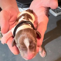 Blackberry Pie Black collar - Piebald female Dachshund puppy in Bremen, Georgia from Jones Royal Kennels / Jones Miniature Dachshunds