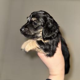 Lou - Black and cream male Dachshund puppy in Conway, Missouri from Ozark Mountain Kennel