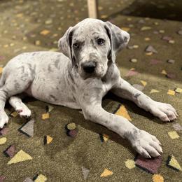 Great Dane Puppies from Split Rock Danes