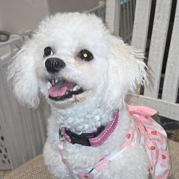 Ellie May - Bichon Frise