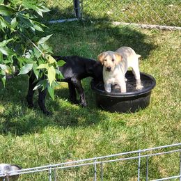 Labrador Retriever Puppies from Melissa's Labradors