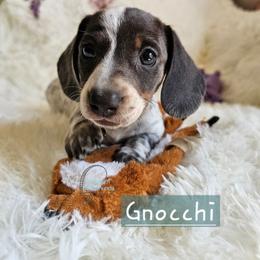 Now Gnocchi formerly Kendall - Blue and tan female Dachshund puppy in Herald, California from Bluegum Dachshunds