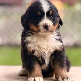Bough - Tri-color male Bernese Mountain Dog puppy in New Haven, Indiana from Maumee Berners