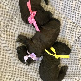 Poodle Puppies from Encantos Standard Poodles PR