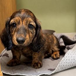 AKC Slinky - Dapple male Dachshund puppy in Knoxville, Tennessee from Thea's Puppies