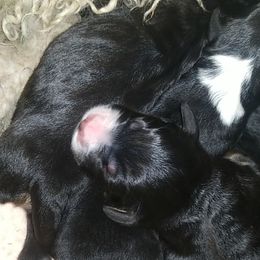 Bernedoodle Puppies from Flat Creek Bernedoodles