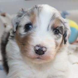 Suds - Blue merle male Australian Shepherd puppy in Colorado from Firestone Australian Shepherds