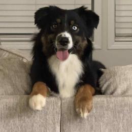 Lettie - Australian Shepherd