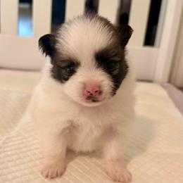 Rey - Black parti female Pomeranian puppy in New Plymouth, Idaho from Pawdawan Poms