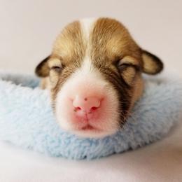 Pembroke Welsh Corgi Puppies from Whimsical Treasure Corgis