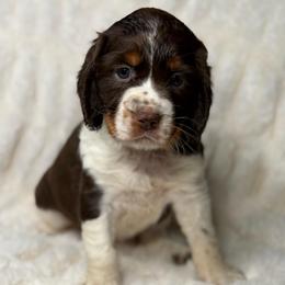 Pink girl - Tri-Roan female English Springer Spaniel puppy in Fairfield, California from Goldridge Springers