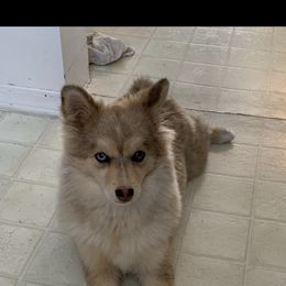 Pomsky All Grown Up from Kenna'z Kuddly Pomskiez