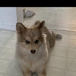 Pomsky All Grown Up from Kenna'z Kuddly Pomskiez
