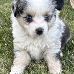 Blue male-3 - Blue merle male Toy Australian Shepherd puppy in Lame Deer, Montana from Bar M Toy Aussies