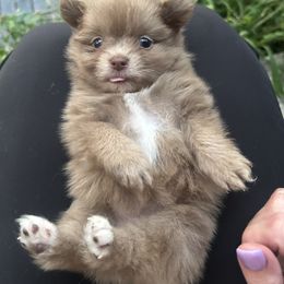 Blossom - Chocolate merle female Pomeranian puppy in Somerset, Kentucky from Perez Pomeranians