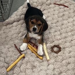 Beagle Puppies from Leslie Beagles of Leslie Farm