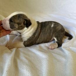 Boy 3 - Brindle and white male Bull Terrier puppy in Trussville, Alabama from Alabama Bull Terriers