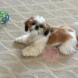 Maple - Shih Tzu
