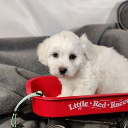 Max - White male Coton de Tulear puppy in Westfield, North Carolina from Legacy Pets