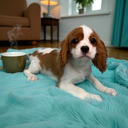 Chestnut - Blenheim male Cavalier King Charles Spaniel puppy in Miami, Florida from Mario’s Pups