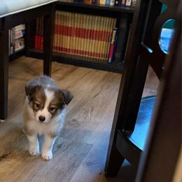 Sunfyre - Sable female Border Collie puppy in Lewis, Iowa from 4Ransom Ranch