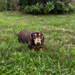 Archie - Chocolate and tan male Dachshund puppy in Boston, Massachusetts from London’s puppies