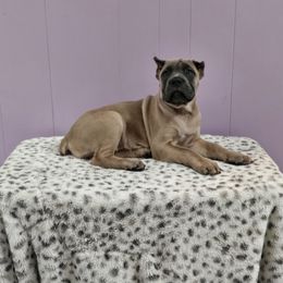 Cane Corso Puppies from RRR Corsos