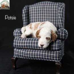 Potsie - Apricot male Australian Labradoodle puppy in Cashmere, Washington from Mountain Home Doodles